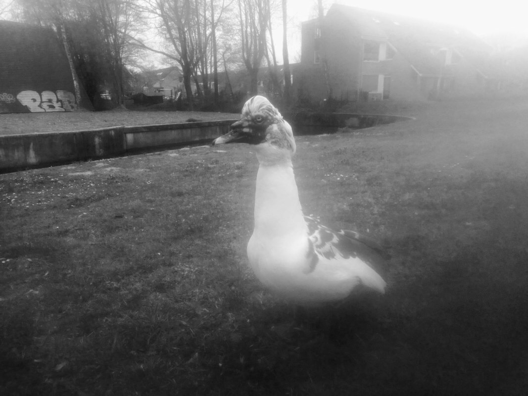 Taams - Pressiegroep voor geluksvogels (1)