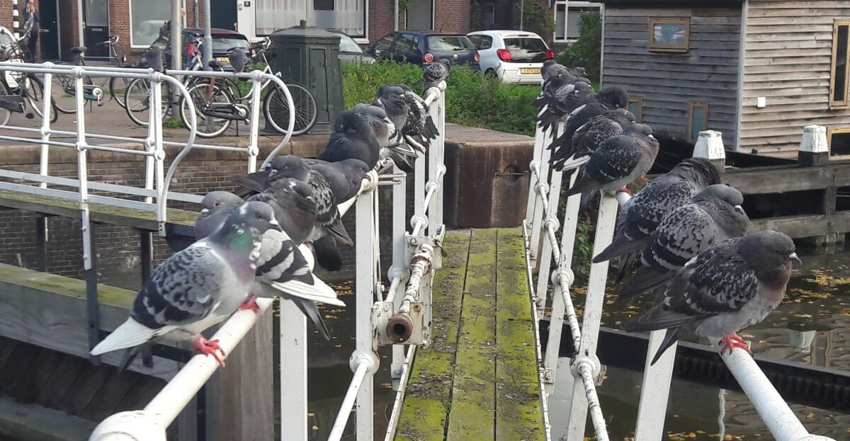 'Hier is sprake van een duivenbejaardenhuis.' Foto: Louis Engelman