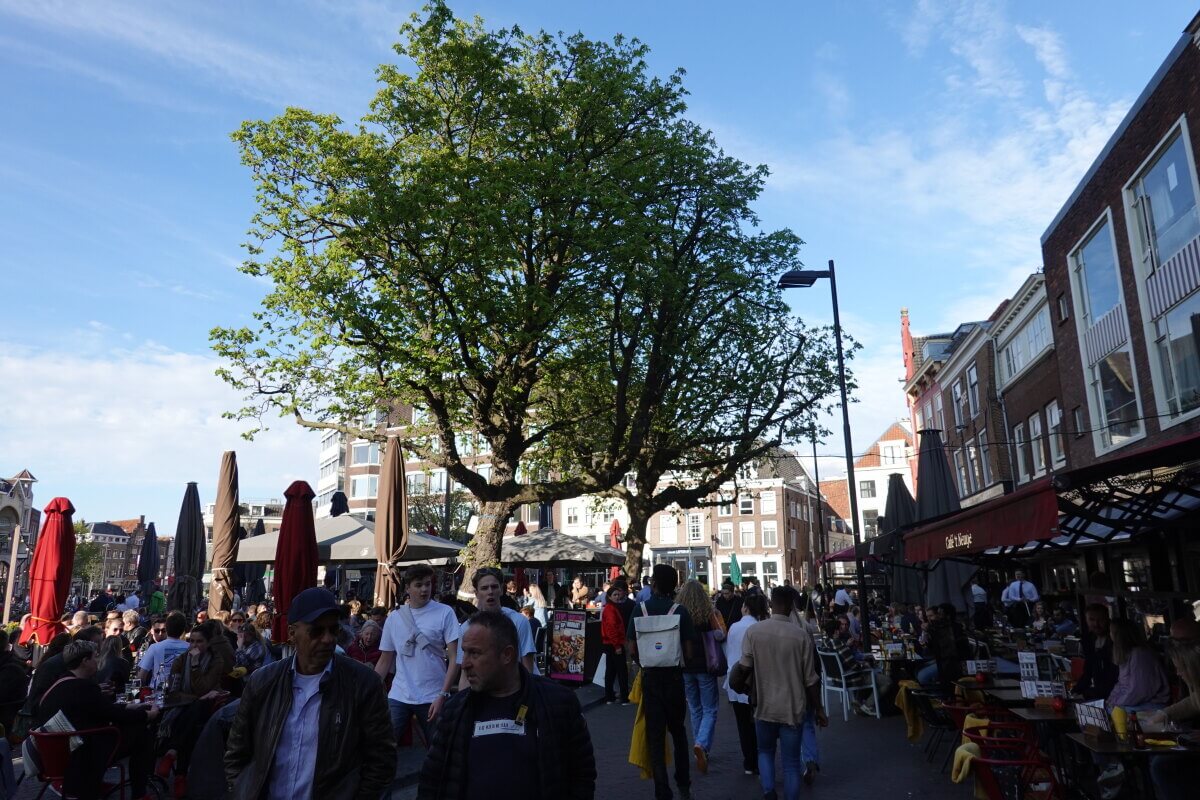 Twee kastanjebomen bij de Neudeflat die gaan verdwijnen. Foto: Dik Binnendijk