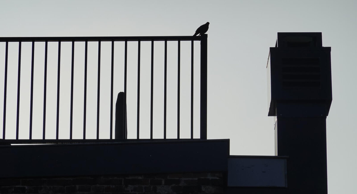 Krijswijf om 7:05 uur op het balkonhek hoekhuis Willemstraat-Bergstraat. Foto: Dik Binnendijk
