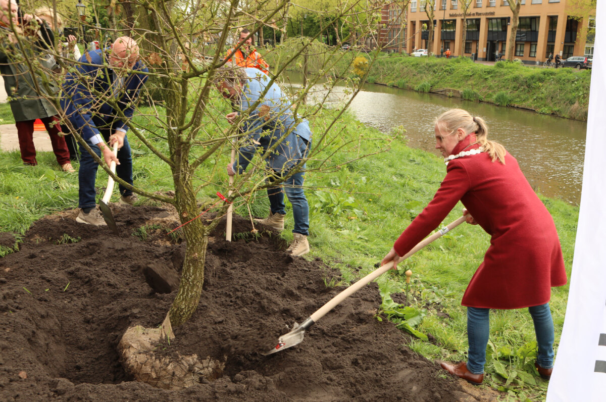 Loco-burgemeester Van Hooijdonk (rechts) helpt bij het planten van de donseik. Foto’s: Ton van den Berg