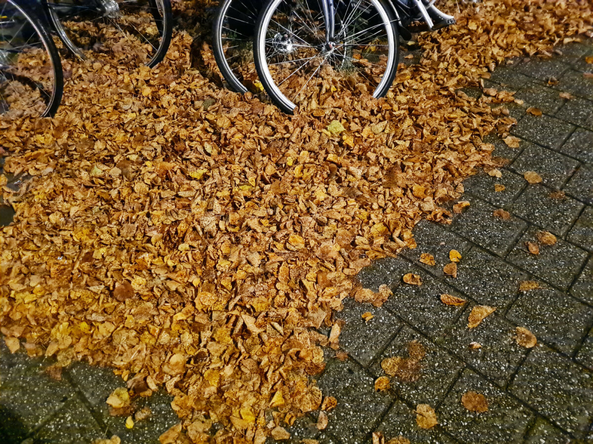Taams - In het donker