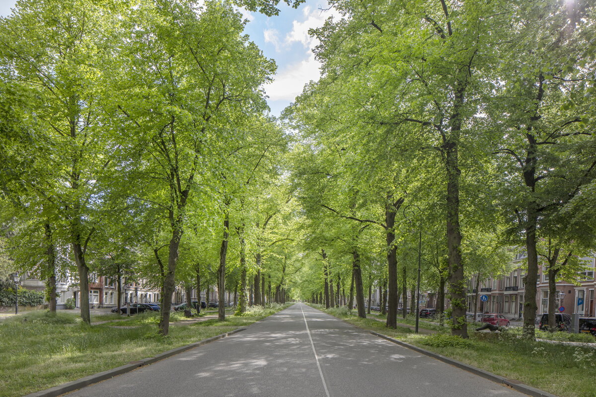 De Maliebaan. Foto: Luuk Huiskes