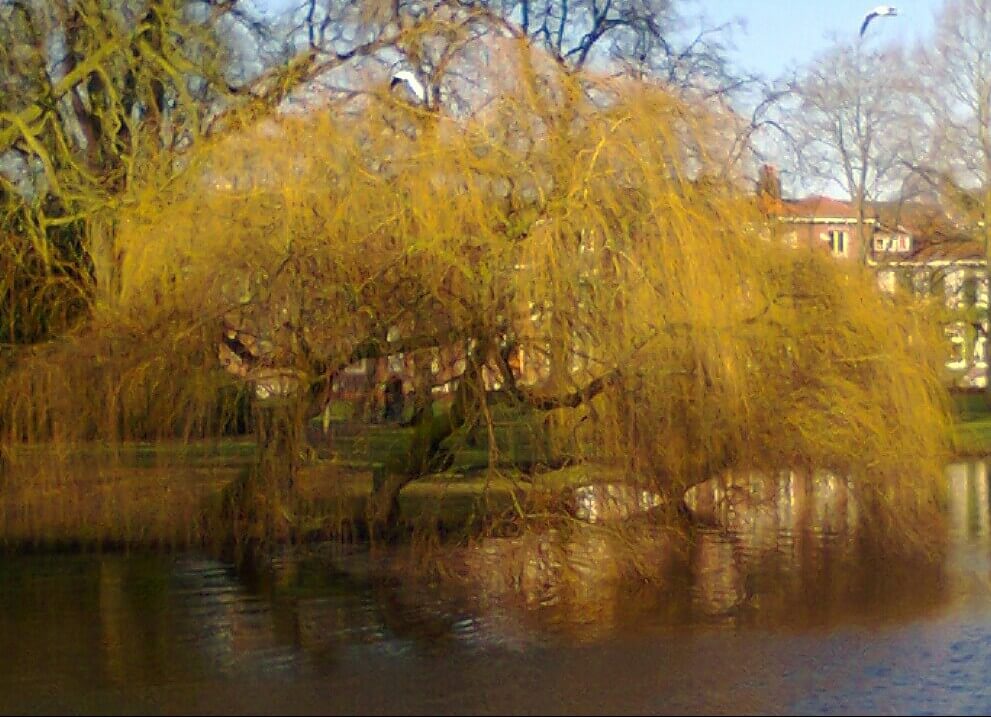 Wilhelminapark. Foto: V. Oldenborg