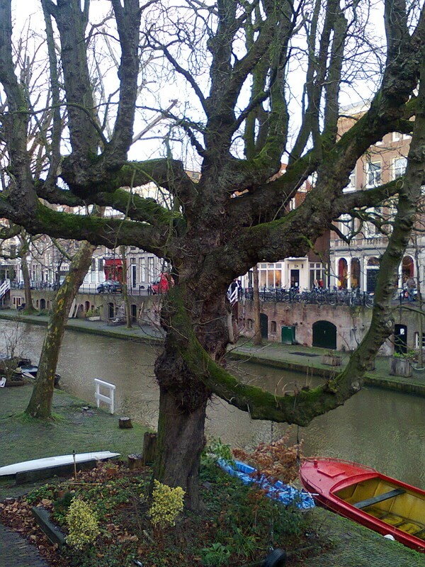 De Oudegracht en een boom. Foto: V. Oldenborg