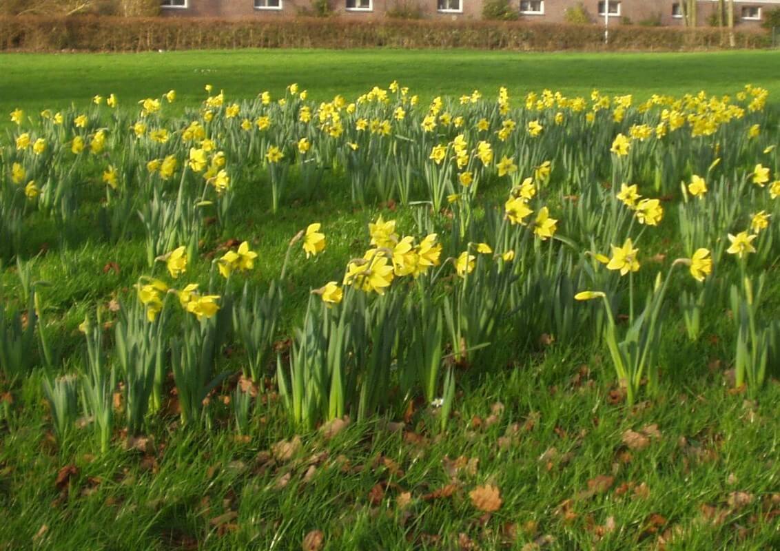 Narcissen bloeien in de stad Foto: V. Oldenborg