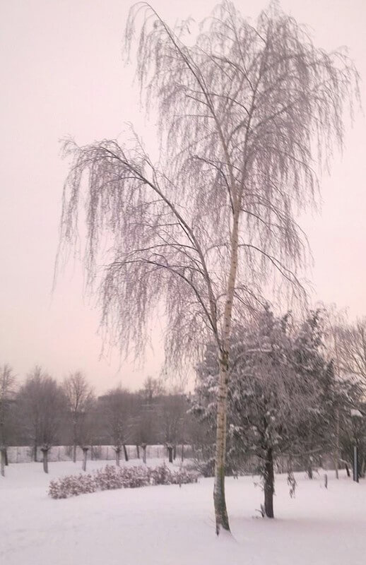 Winters landschap in het Noordsepark. Foto: V. Oldenborg