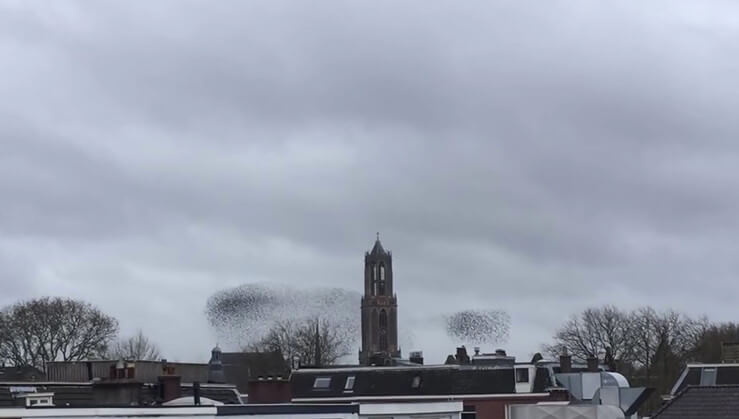 Spreeuwen betoveren Domtoren