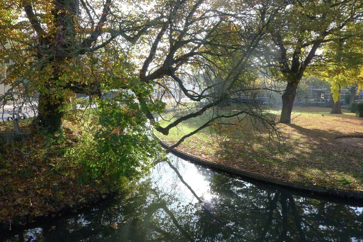 'Ouwe bomen', hier bij het Oorsprongpark. Foto: Ton van den Berg