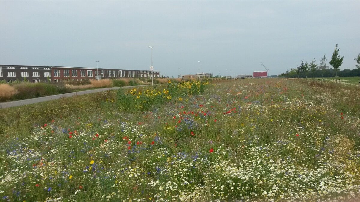 Zonnebloemen in de wijk Leidsche Rijn. Foto: Louis Engelman