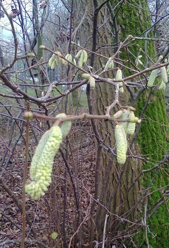 De opkomende hazelaar in het Vechtzoompark. Foto: V. Oldenborg
