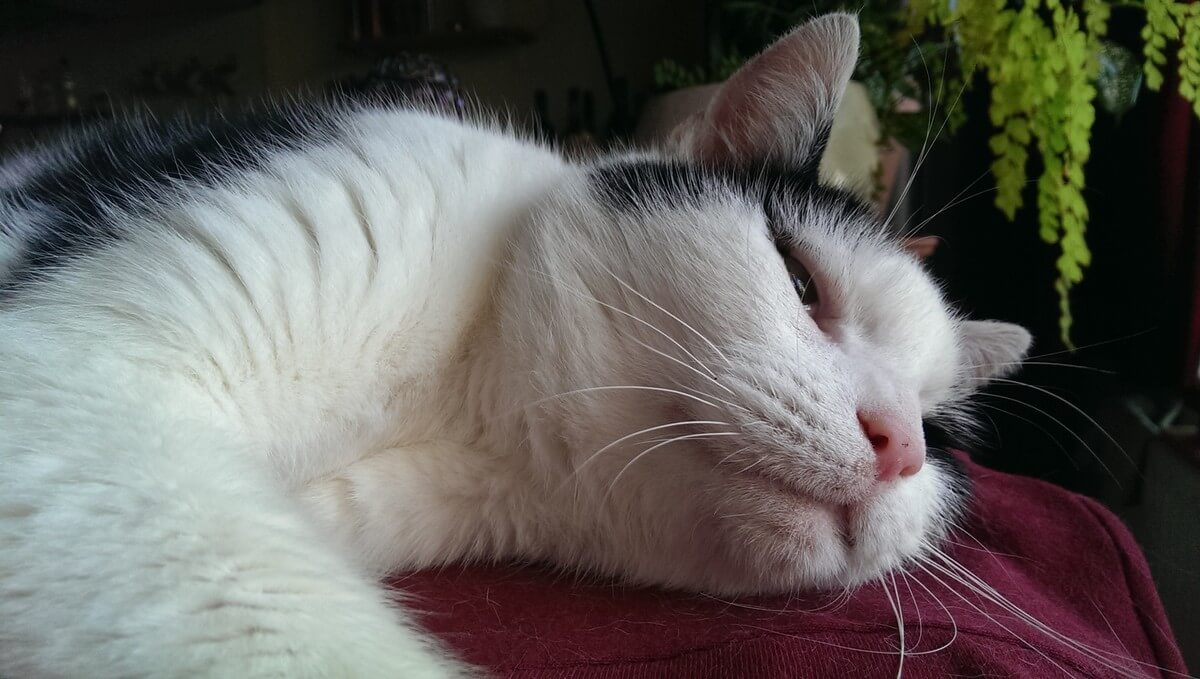 Kater Sue (komt niet voor in deze column). Foto: J. Terlingen