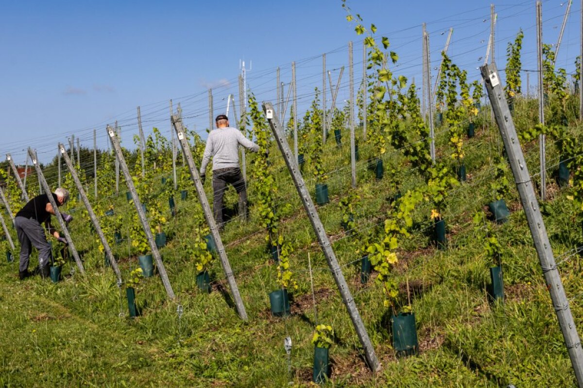 De Druivengaard in Leidsche Rijn. Foto: Aad van der Tas