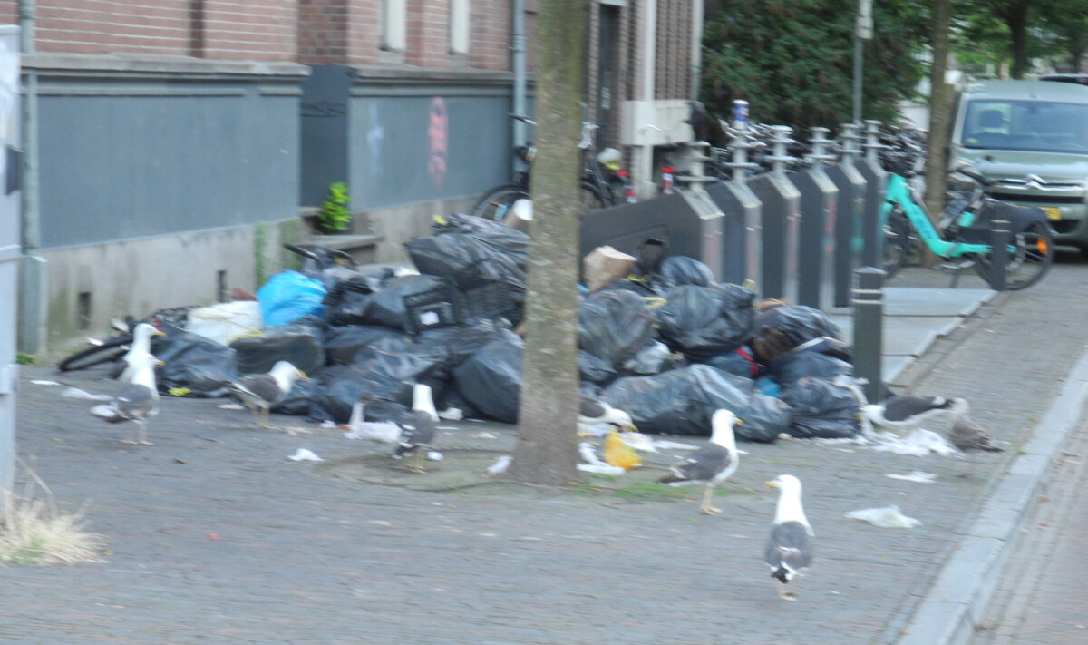 Meeuwen in de Noorderstraat (foto: JvW)