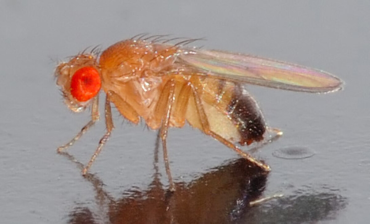 Een D. melanogaster-mannetje. Foto: TheAlphaWolf / Wikipedia / Wikimedia Commons