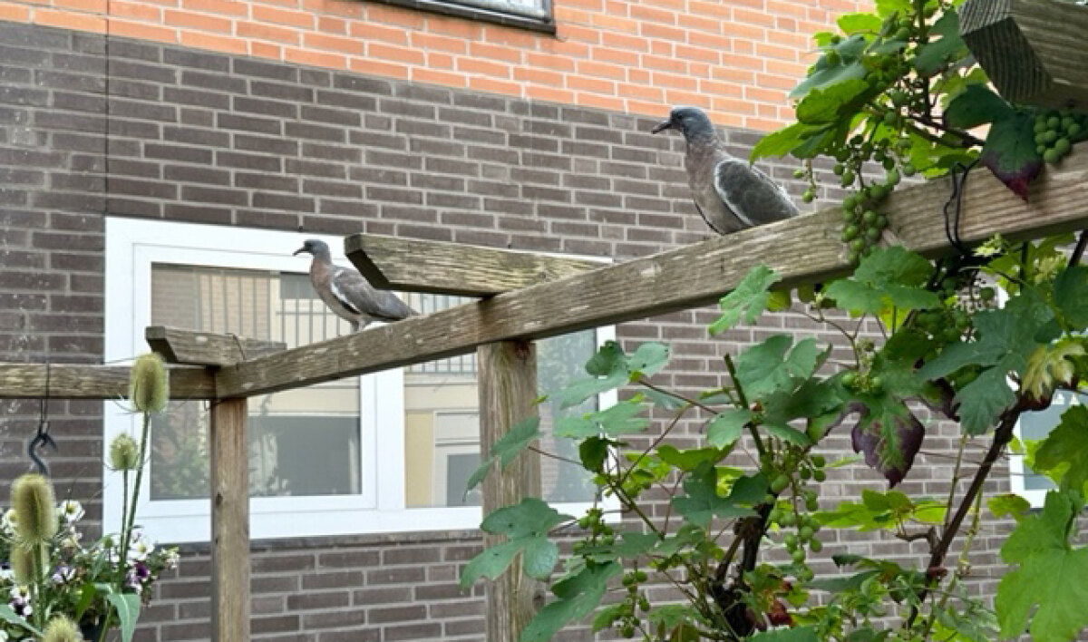 Duffie 2 en Suffie 2 op de pergola. Foto: Dik Binnendijk