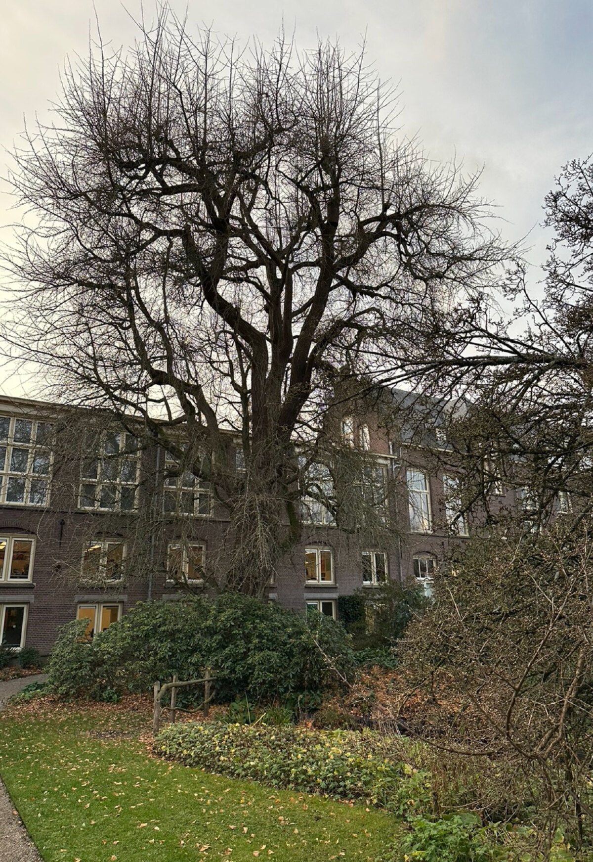De 270-jarige ginkgoboom met daarachter achterkant van het Universiteitsmuseum (2025). Foto: DB