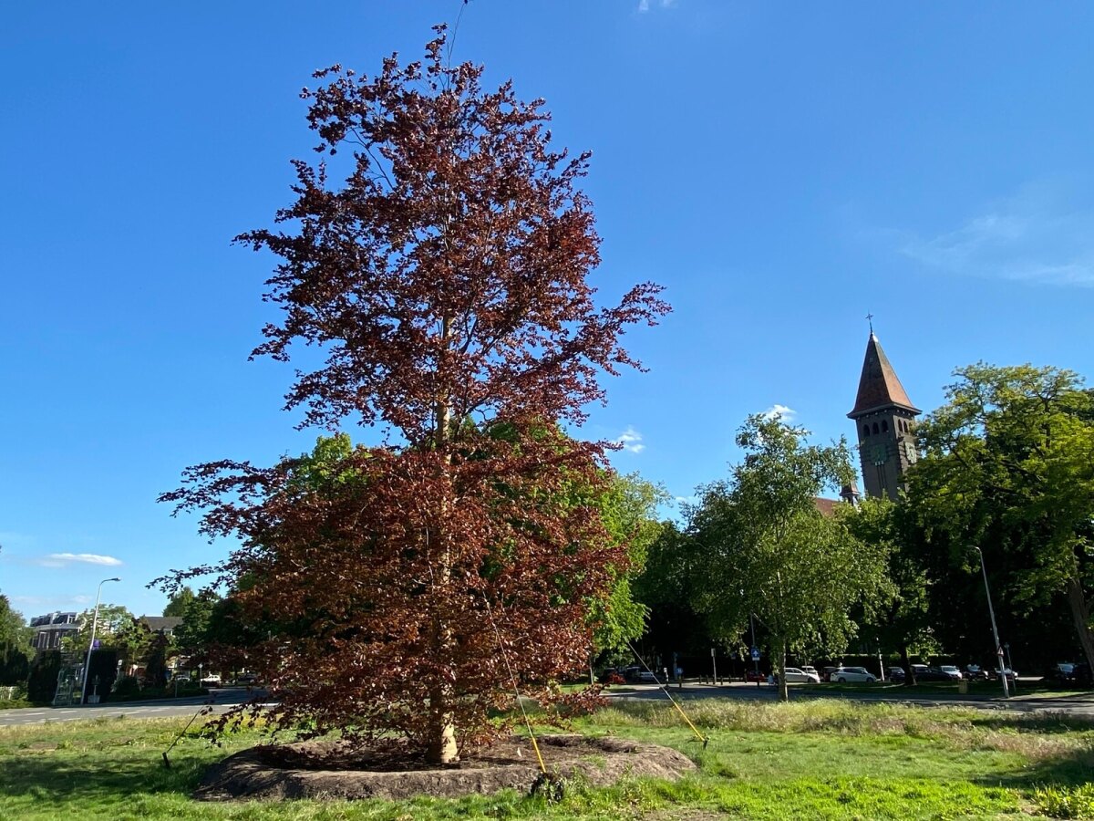 De nieuwe bruine beuk in mei 2020. Foto: Jim Terlingen