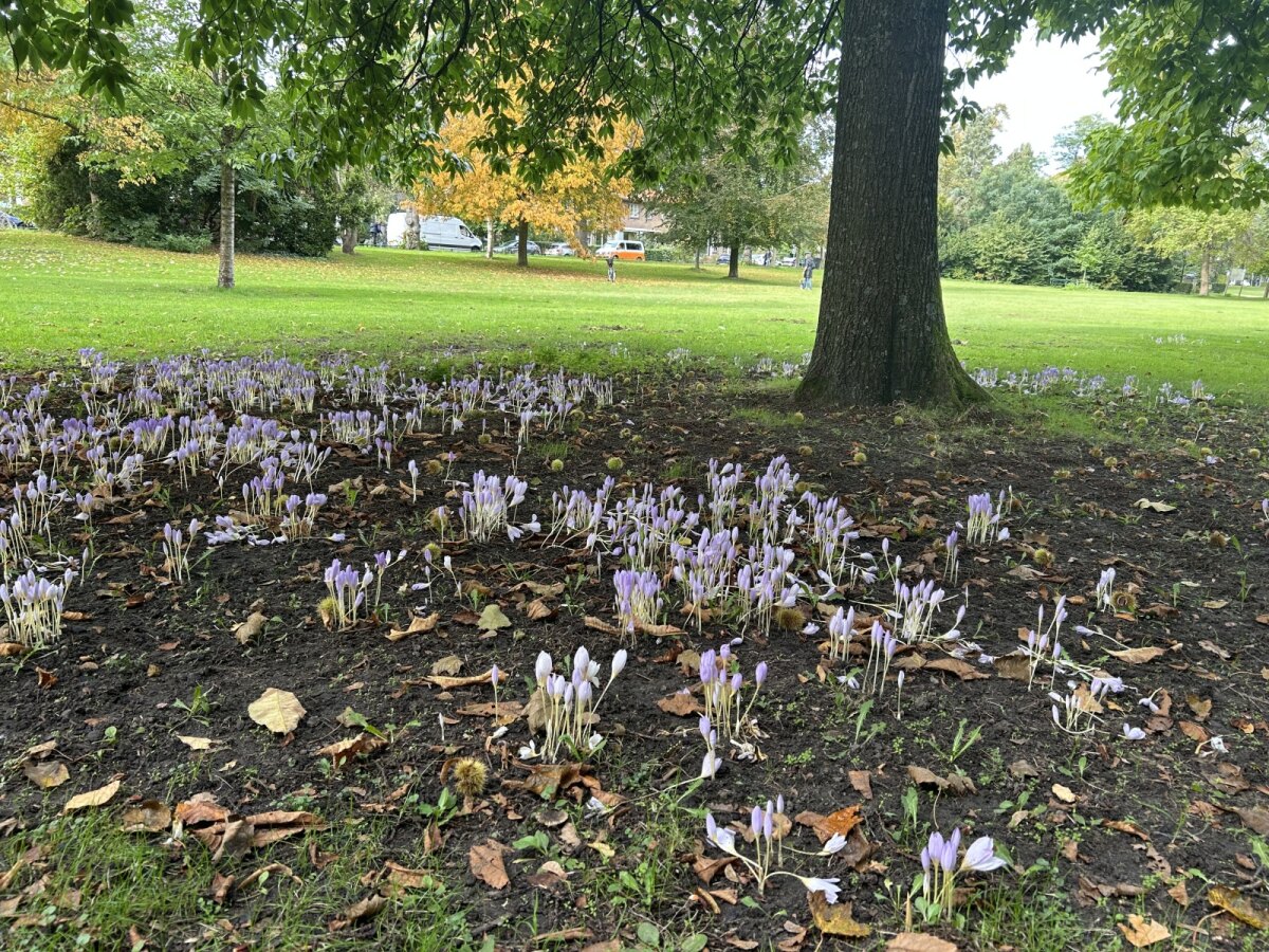 Deze week in Park Oog in Al (foto: Jim Terlingen)