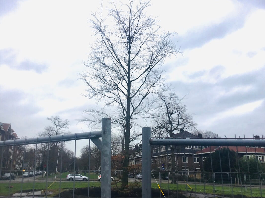 De nieuwe beuk, vanmiddag. Foto: J. Terlingen