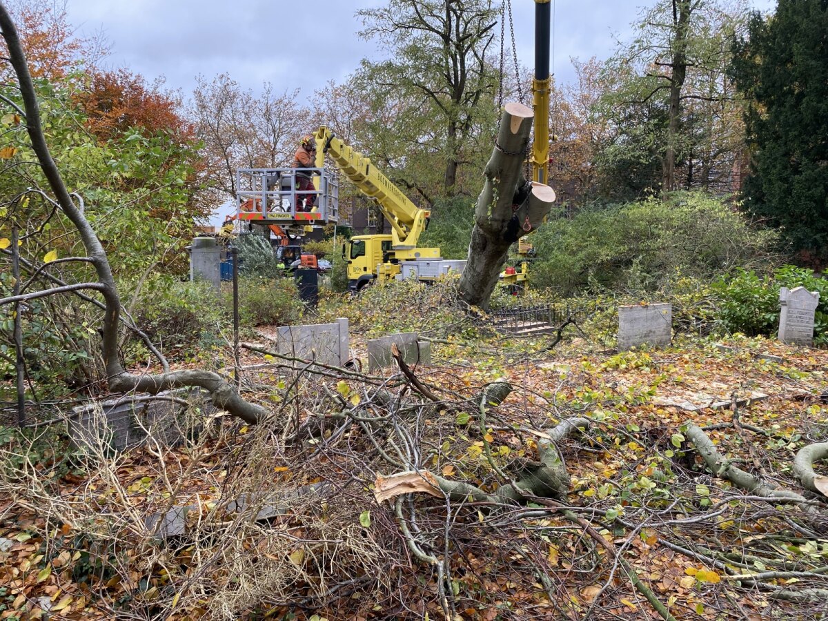 De treurbeuk wordt in stukken gezaagd. Foto: JT