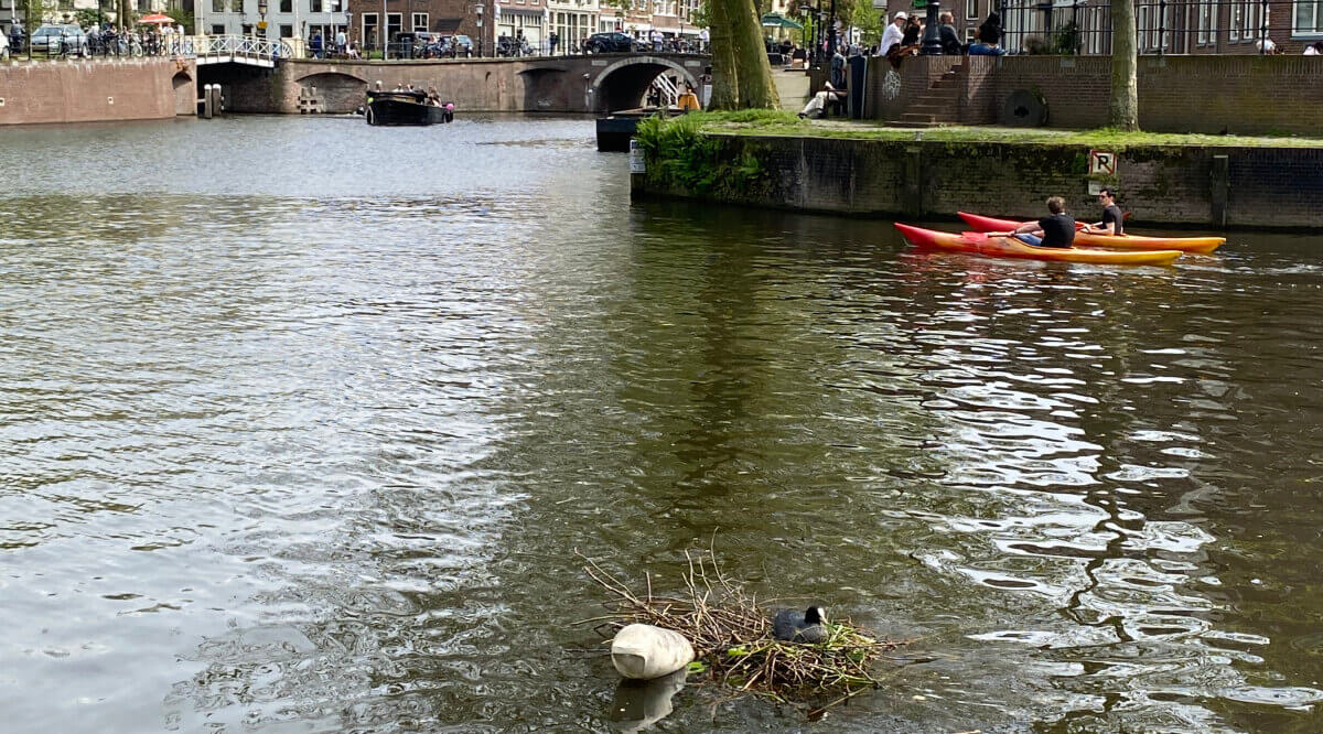 Een meerkoet het nest bij Weerdsingel Westzijde. Foto: JT