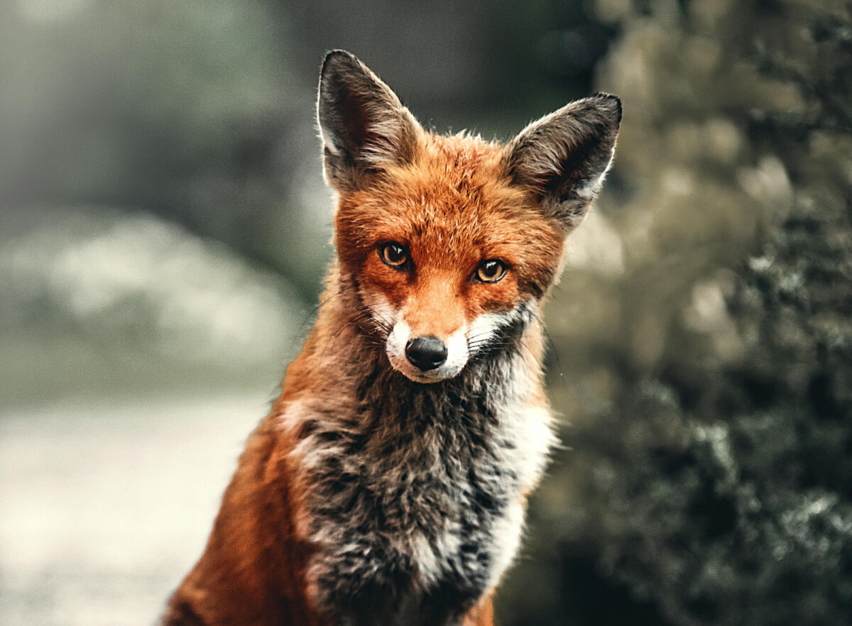 Mooie foto van een vos ( Alex Andrews / Pexels )