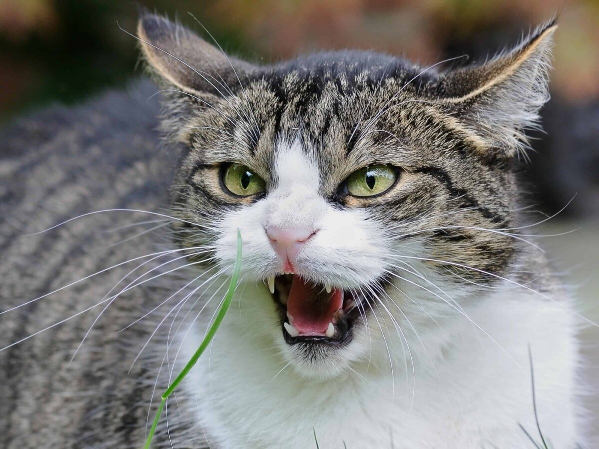 Dit is niet de kat van het verhaal (foto gemaakt door christels via Pixnio)