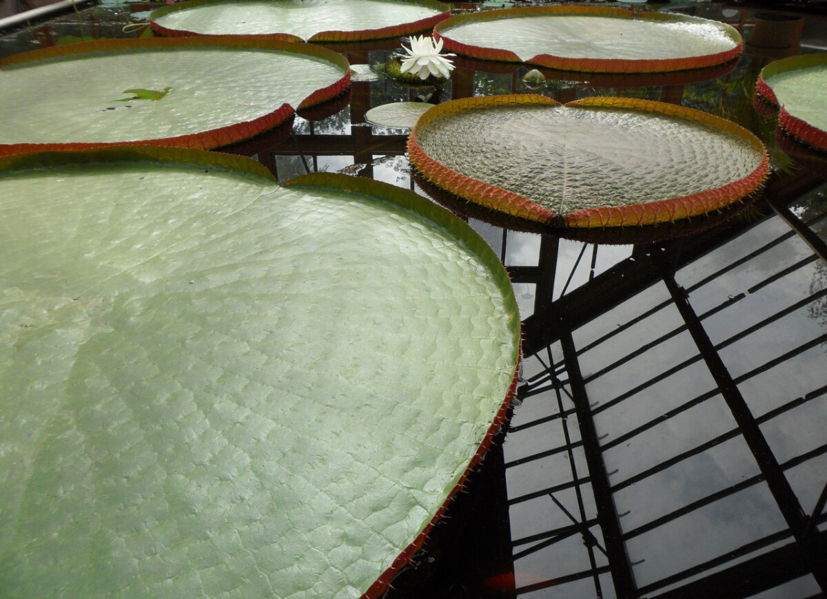 Een bloem van de Victoria amazonica, de reuzenwaterlelie. Foto: Frans de Jonge