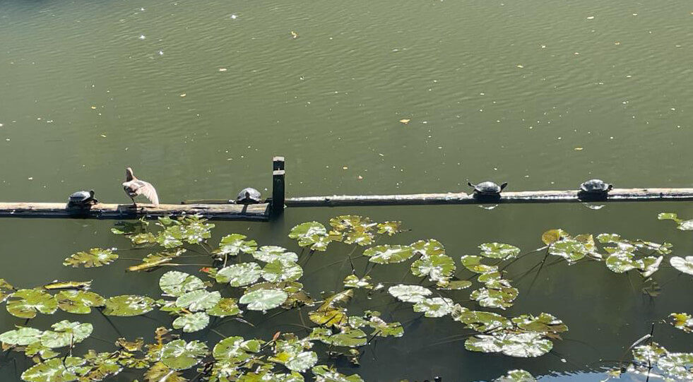 Schildpadden in de Biltse Grift. Foto: L. W.
