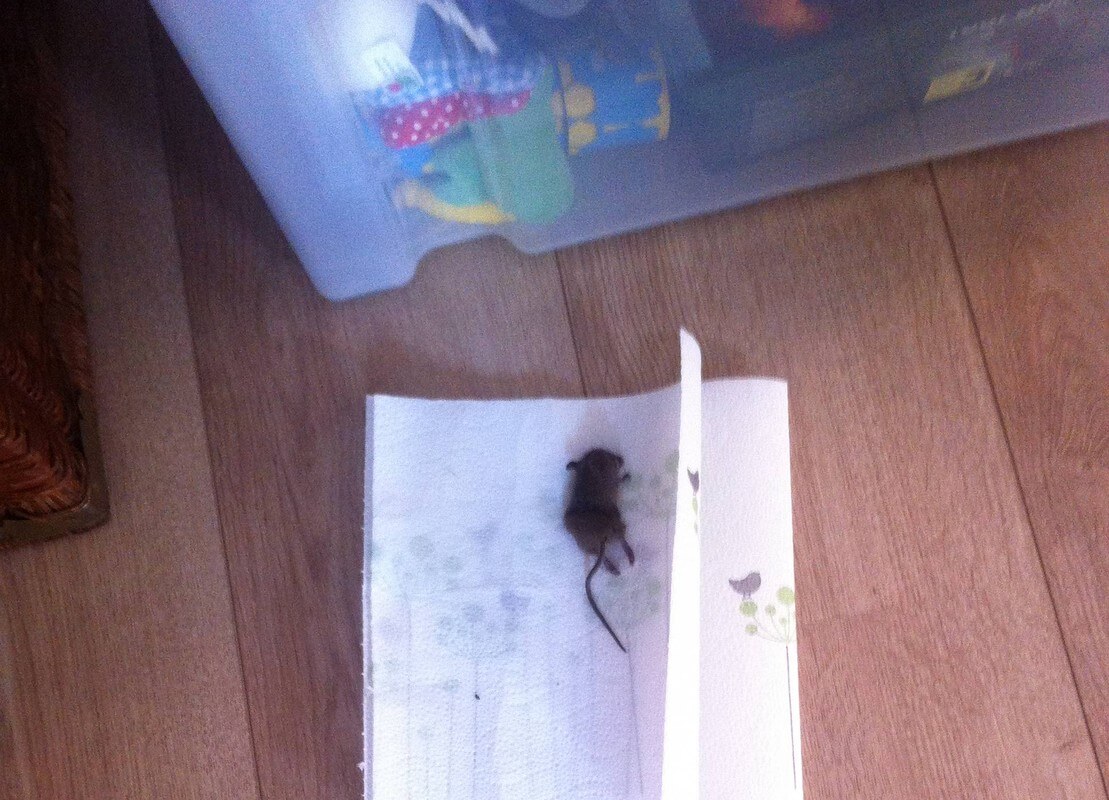 Een dode muis in de kinderkamer.