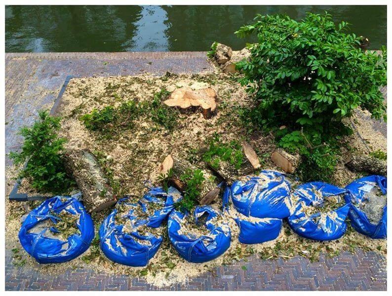 Gekapte bomen aan de Oudegracht. Foto: Michael Kooren