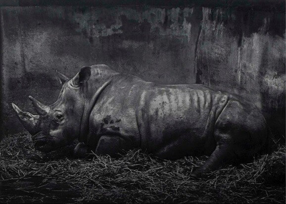 Een van de twee neushoorns van het schilderij Zoo van Craigie Horsfield. Foto: CM