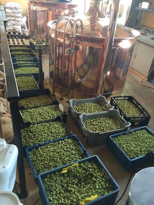 De oogst hop in de brouwerij. Foto: Vrienden Maximapark