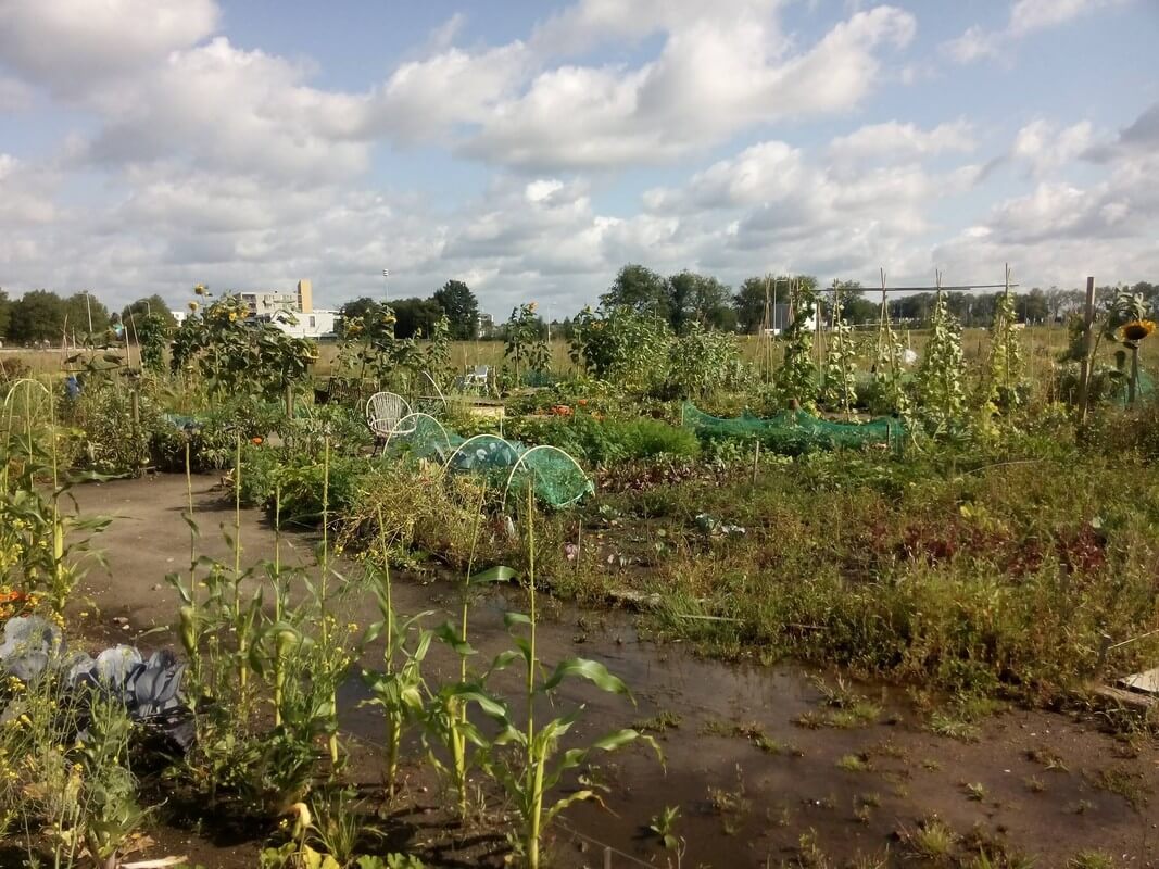De moestuinen op het voormalige Veemarktterrein. Foto: S. Terlingen