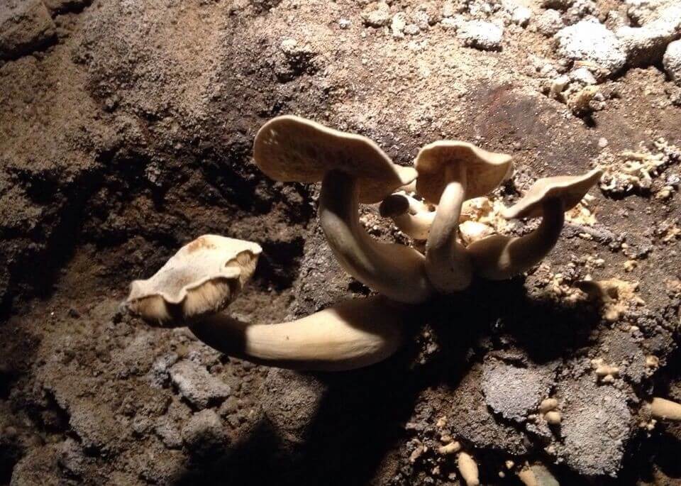 Een trosje paddestoelen in een bodemlaag van DomUnder. Foto: Peter van Putten