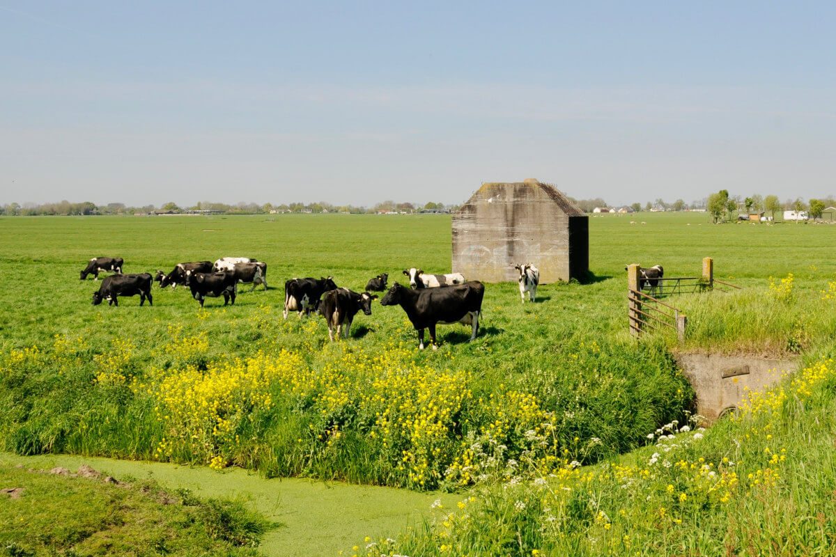 Grazende koeien bij bunker in Ankeveen. Foto: Hendrik Dijk