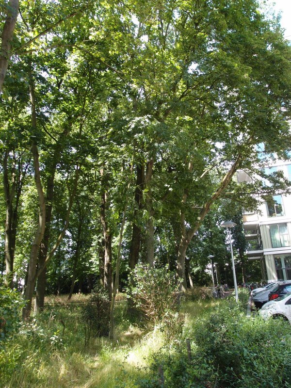Een deel van het Hommelbos en de omstreden parkeerplaats. Foto: Louis Engelman