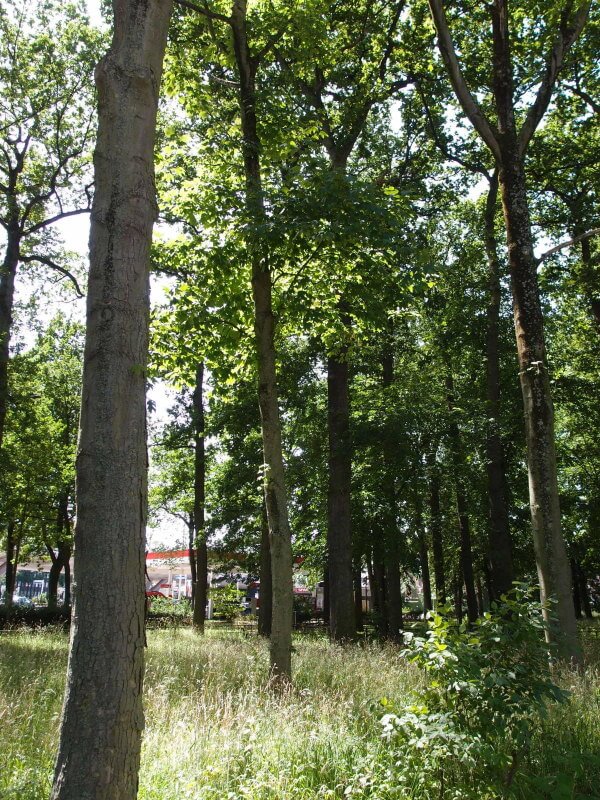 Het Hommelbos. Foto: L. Engelman