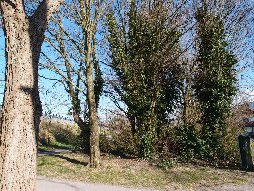 Een Tiny Forest in het plantsoen langs de Cremerstraat. Foto: Louis Engelman