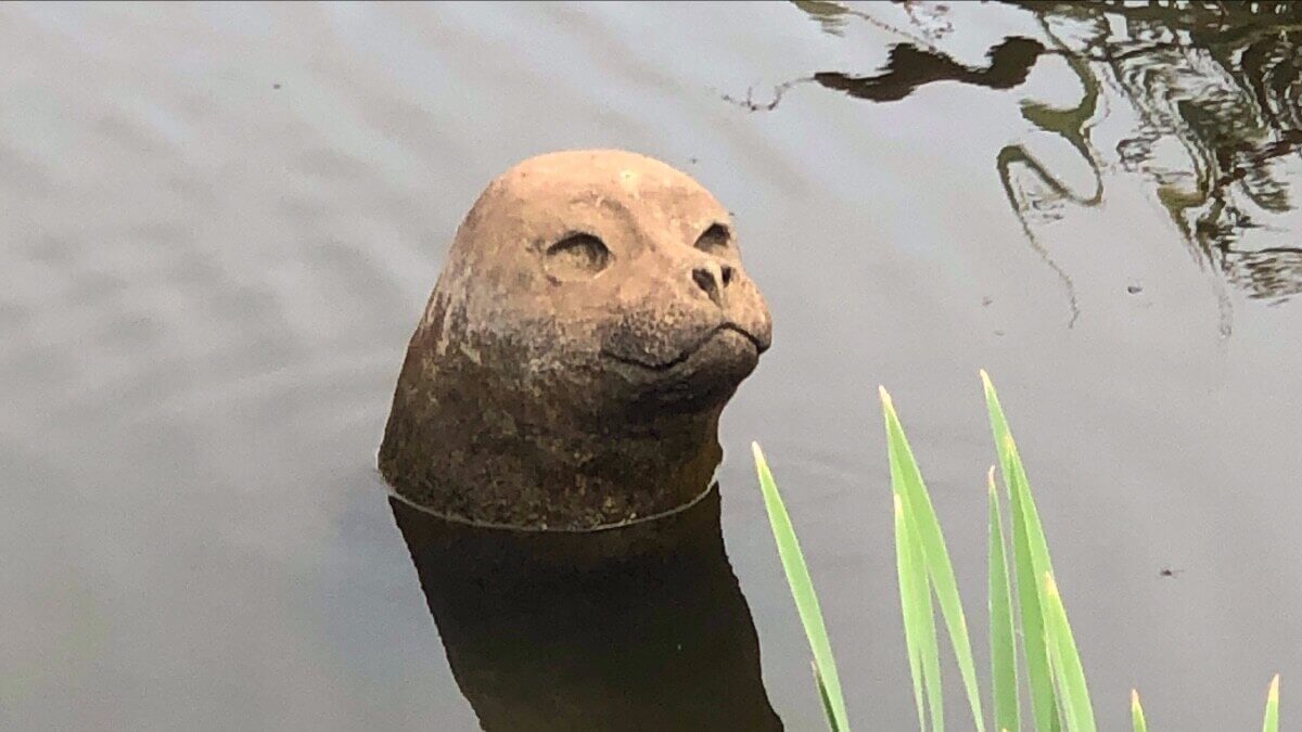 Eén van de drie zeehonden. Foto: Tweetakt