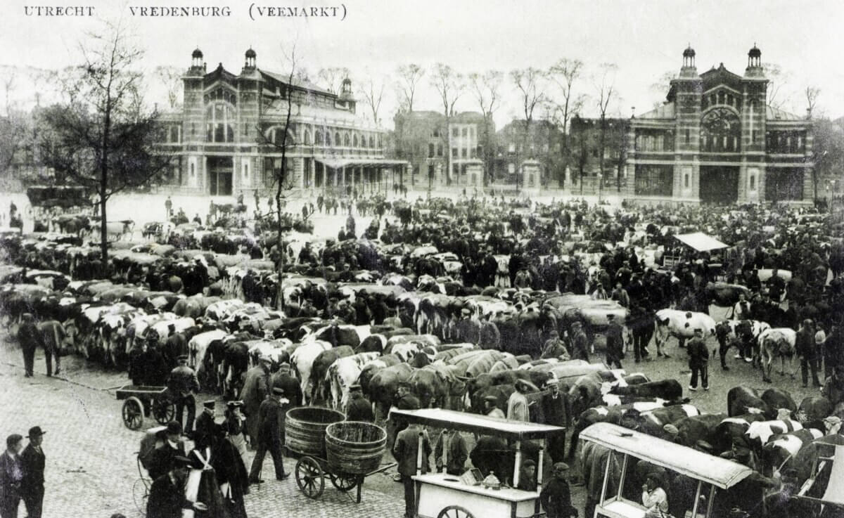 Het Vredenburg zoals het eruit zag tijdens de wekelijkse veemarkt. Deze veemarkt vond elke zaterdag plaats vanaf 6:00 's-ochtends tot rond het middaguur. Daarna ging men het plein te lijf met sproeiwagens en vegers om het weer klaar te maken voor de warenmarkt die in de middag plaatsvond. (HUA2690)