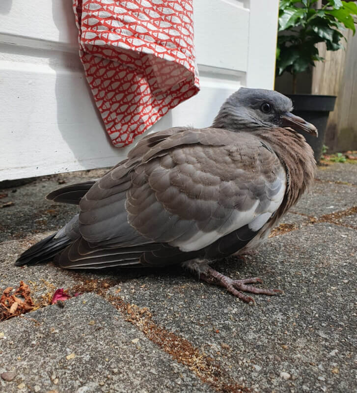 Het liefst gaan ze voor de keukendeur zitten. Foto: Garjan Sterk