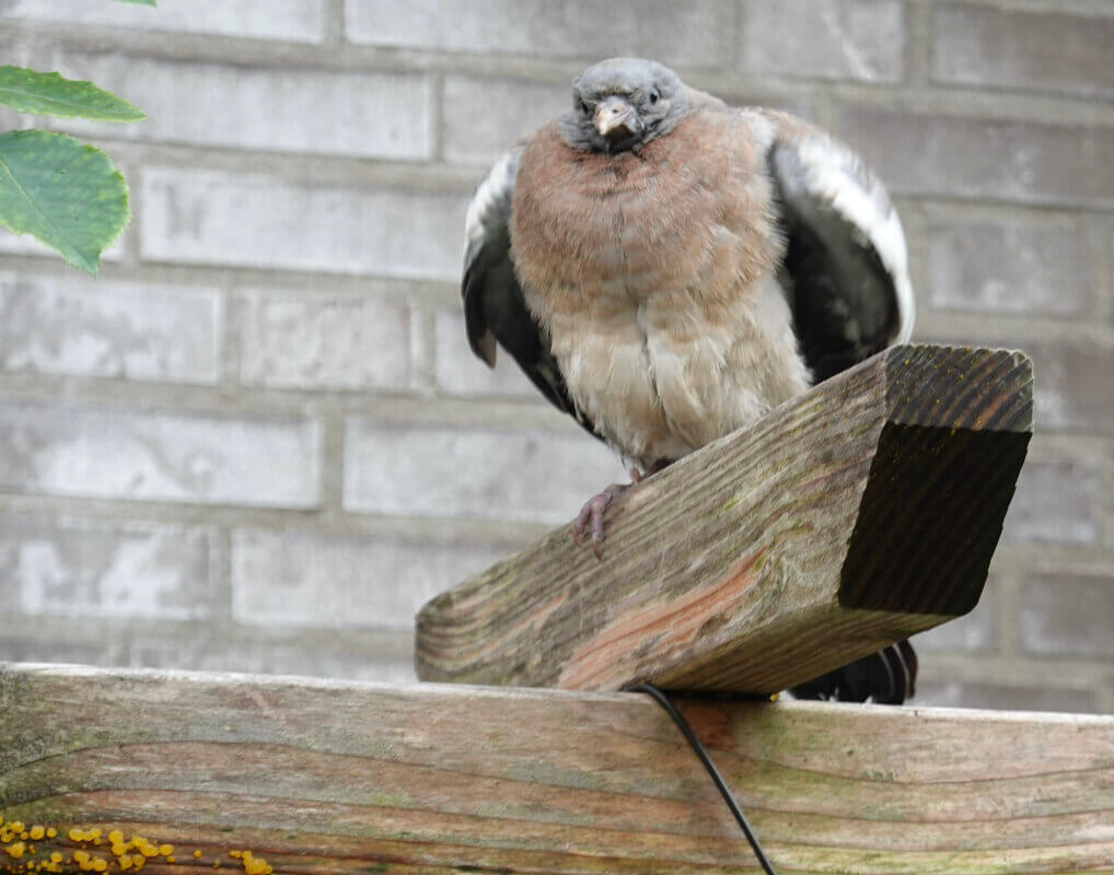 Suffie of Duffie op de pergola. Foto: Dik Binnendijk