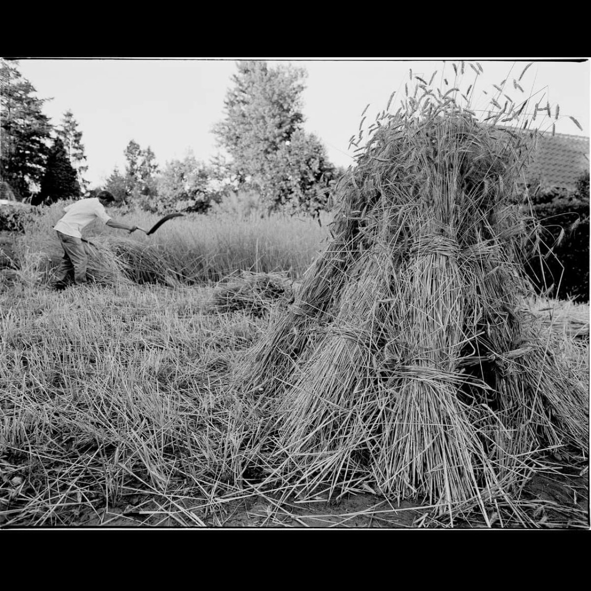 Het oogsten van rogge. Foto uit het boek 'Erfgooiers en traditie'.