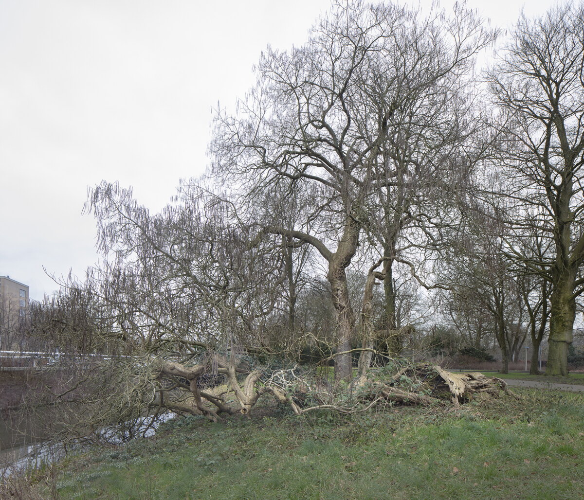Hogelandse Park. Foto: Luuk Huiskes