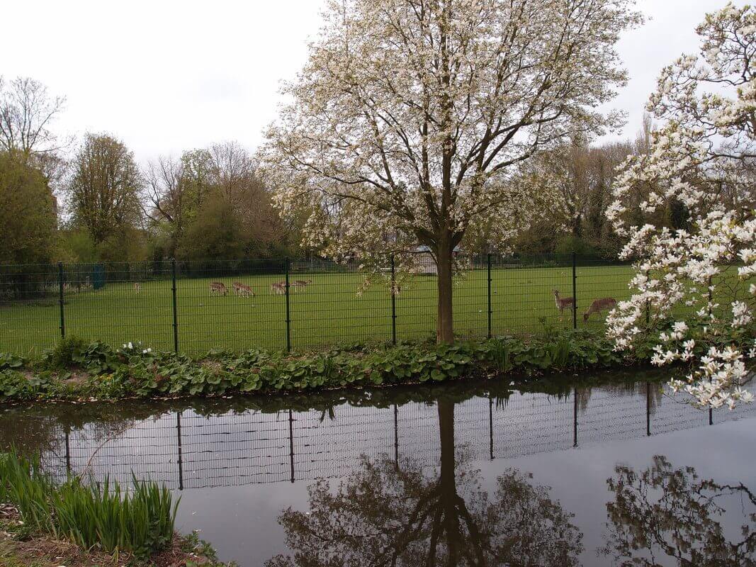 De hertenweide blijft het centrale punt in het park. Foto: L. Engelman