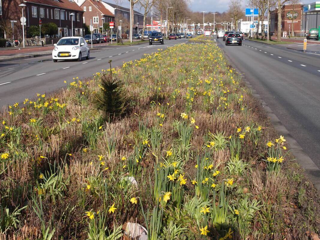 Narcissen op de Cartesiusweg.