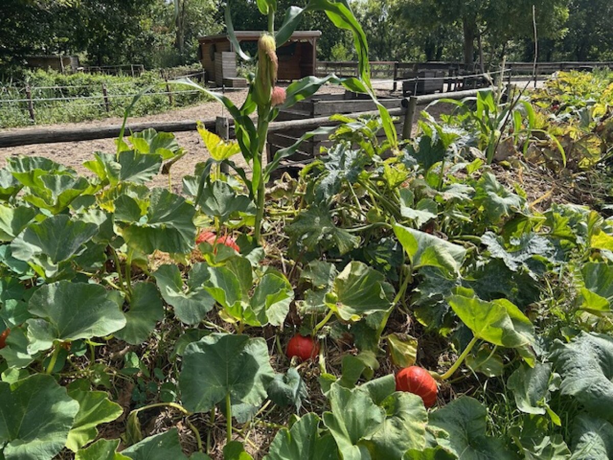 Broeibed met pompoenen. Foto: Joyce Parlevliet
