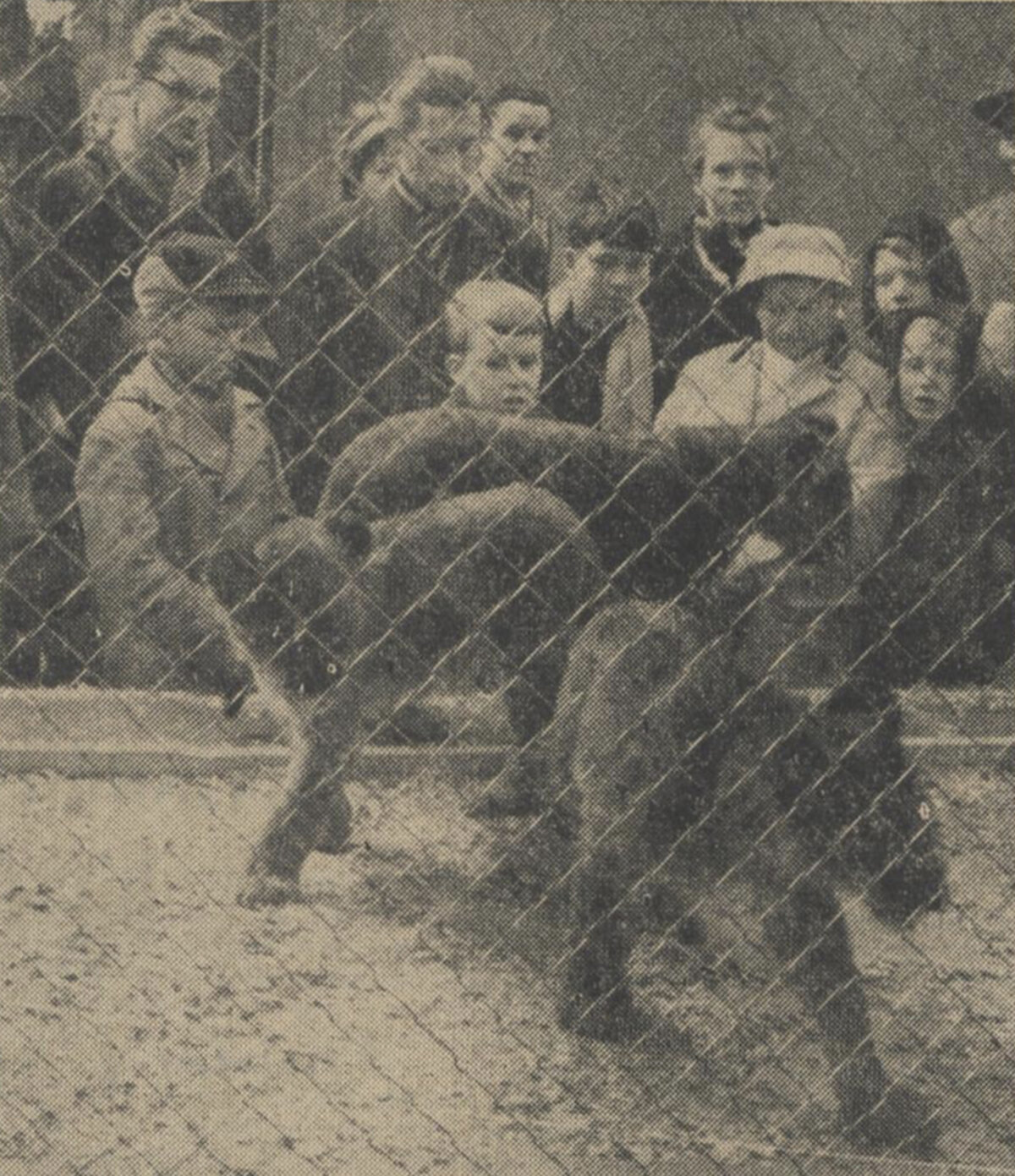 Mensen op de Steenweg vergapen zich aan de jonge leeuwen. (De waarheid, 17-12-1959)